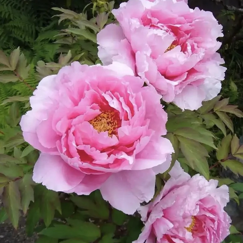 康康收山货1- 5斤云南高山食用花现场现收。请慎拍