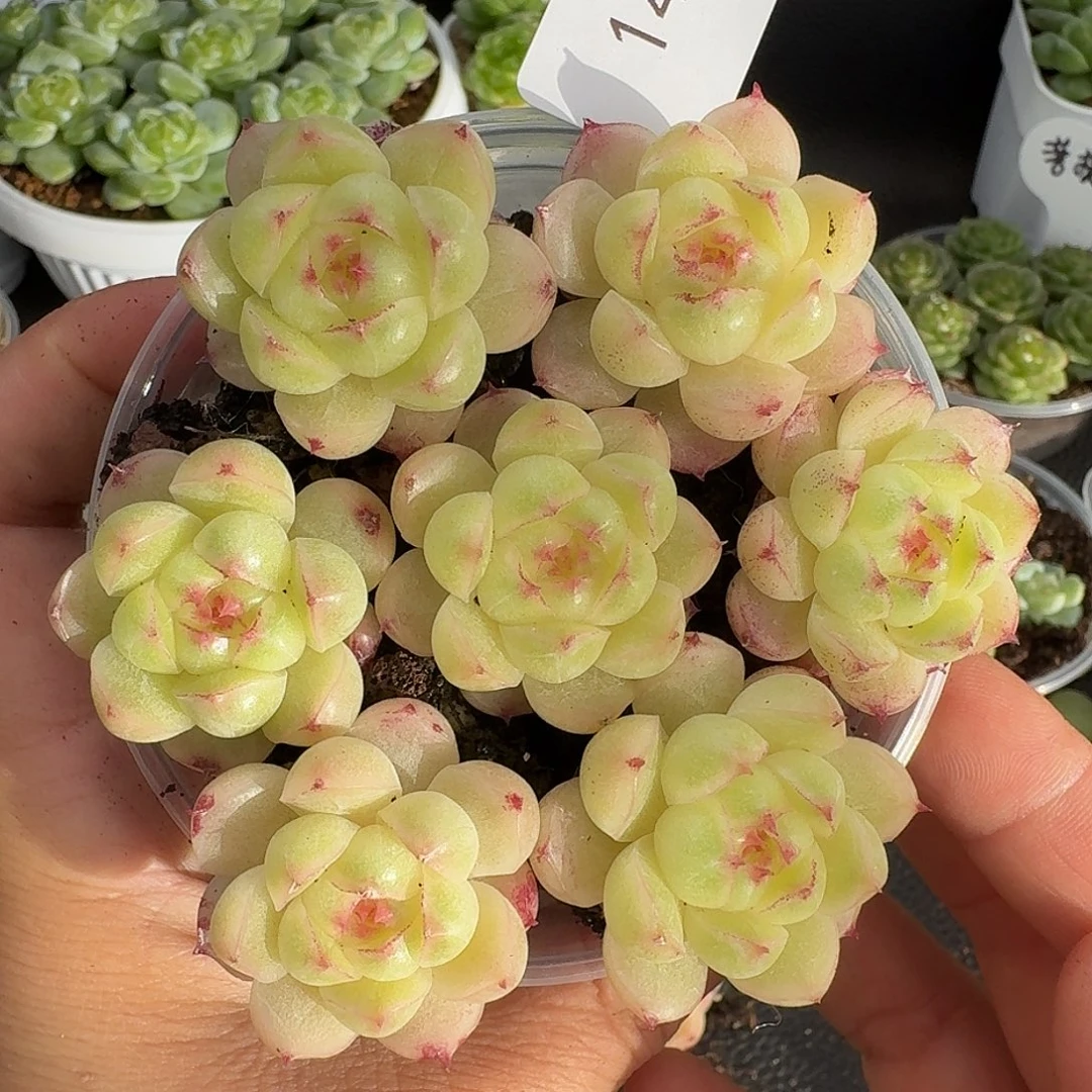 一物一拍一物一拍916-149