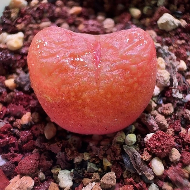 蟠桃。               262