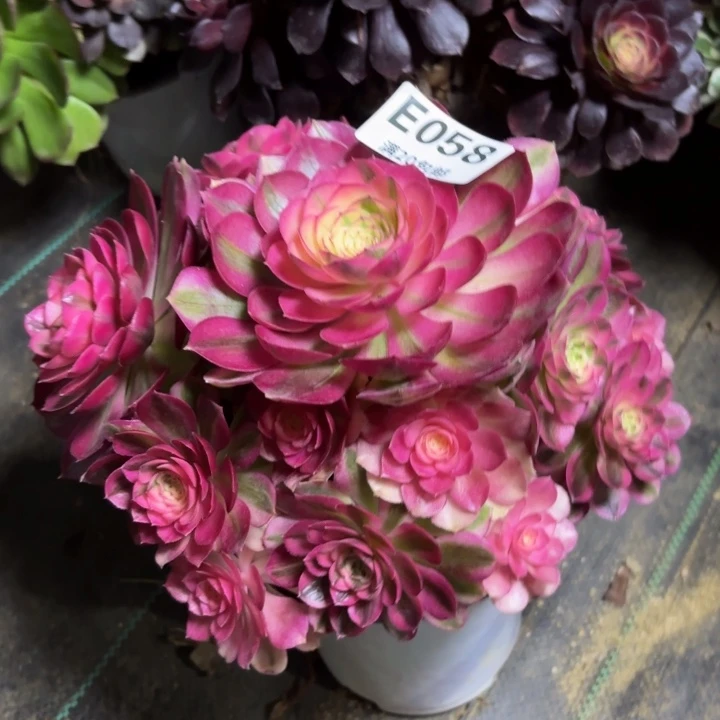 瑞妈多肉园艺058