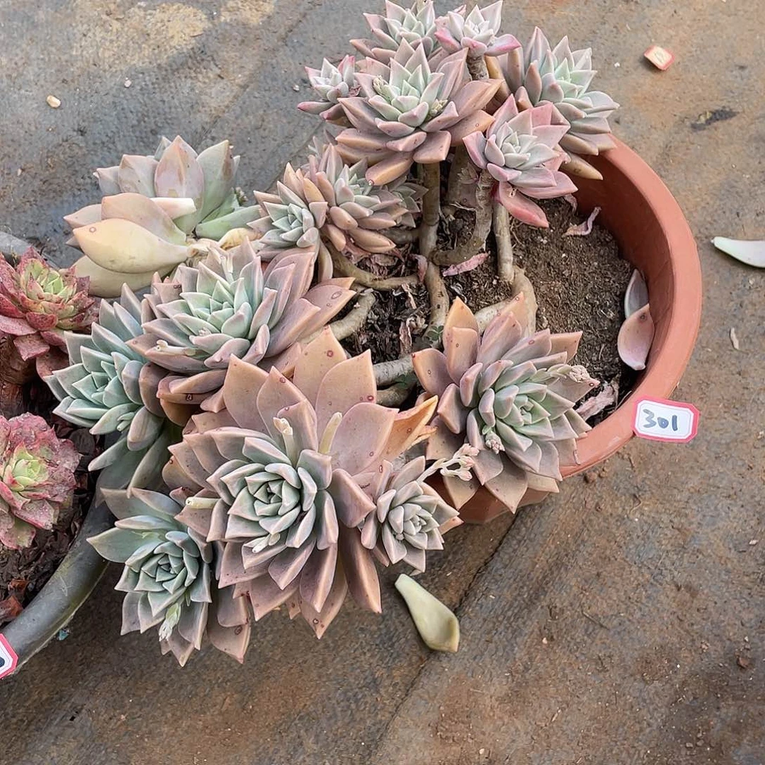 301血色黄昏（9号一物一拍多肉）