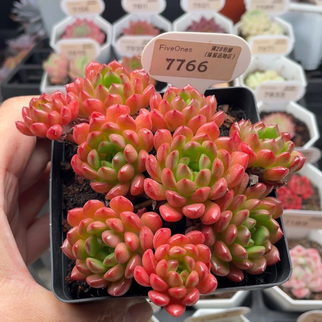 鸡血红宝石7766-12厘米