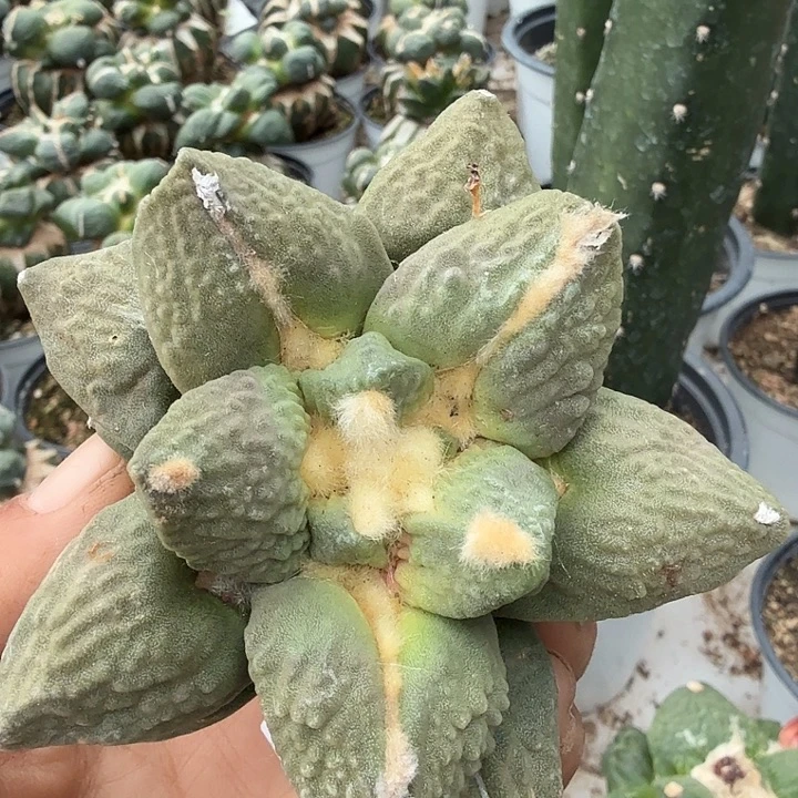 无花朵592勾尤白肌怒涛