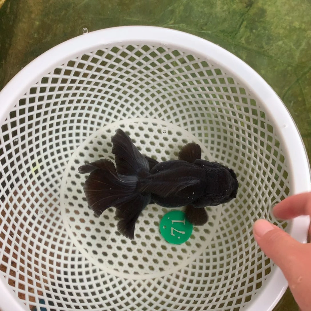 金鱼11111111111111