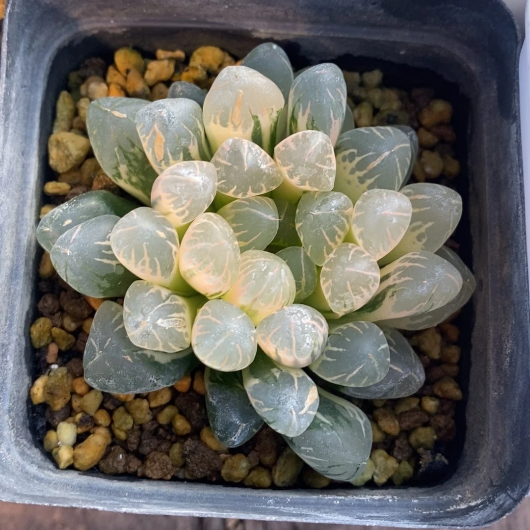 一颗实生糊斑玉露锦 特价