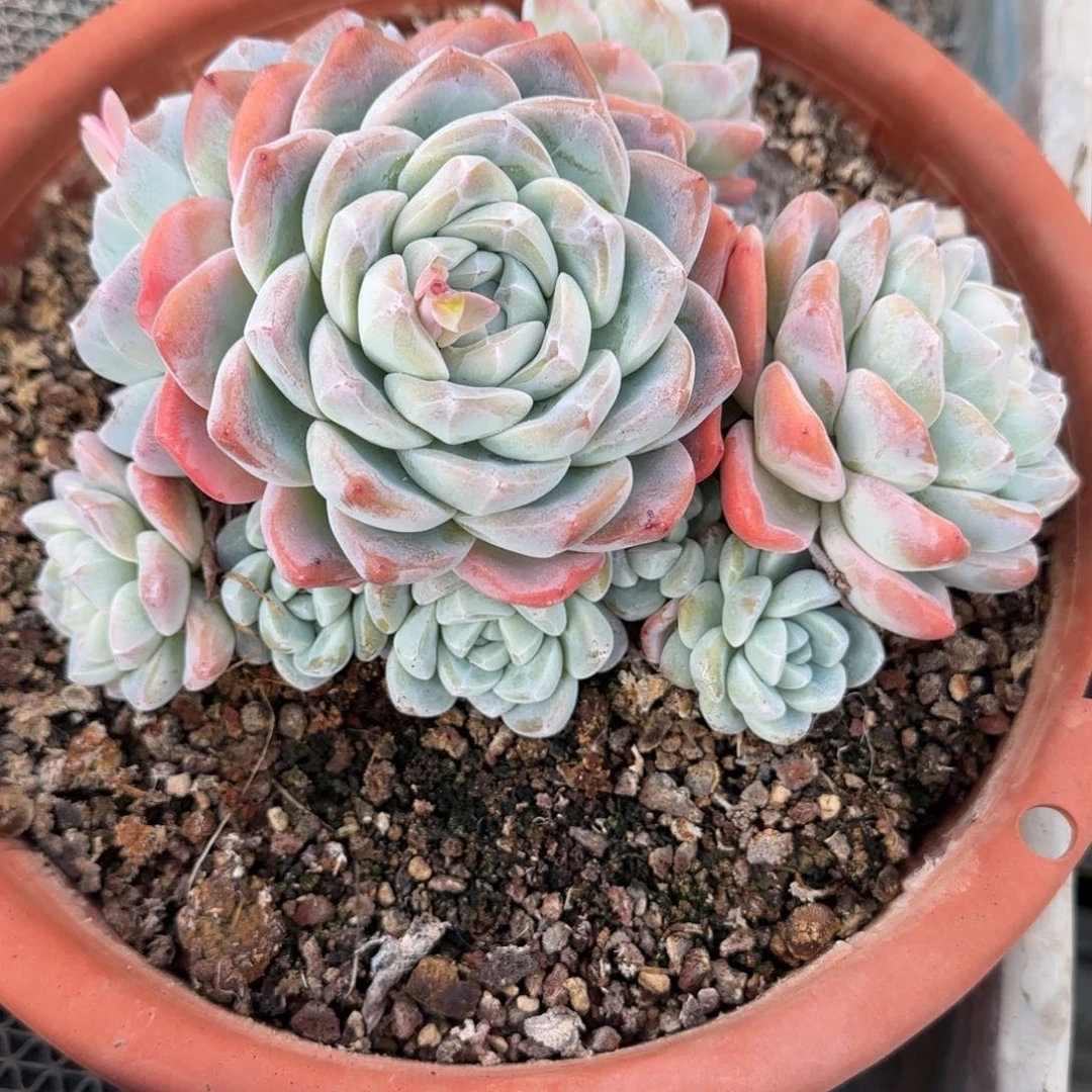 多肉植物多肉植物