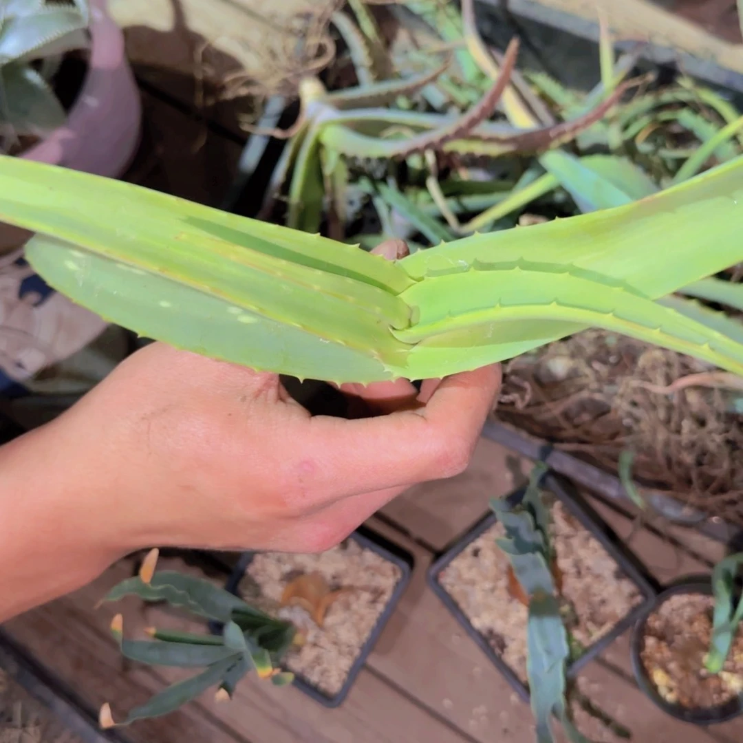 块根植物块根植物块根