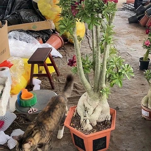 【闪购商品】无花朵岁**好