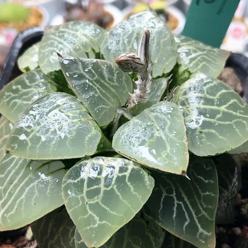 【闪购商品】懿**毅水晶187