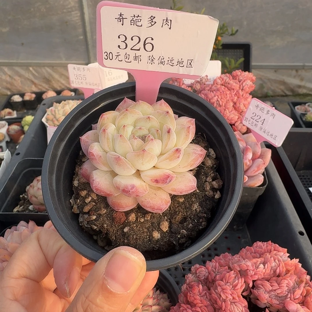 326 脱土 不包整 30元包邮非偏远