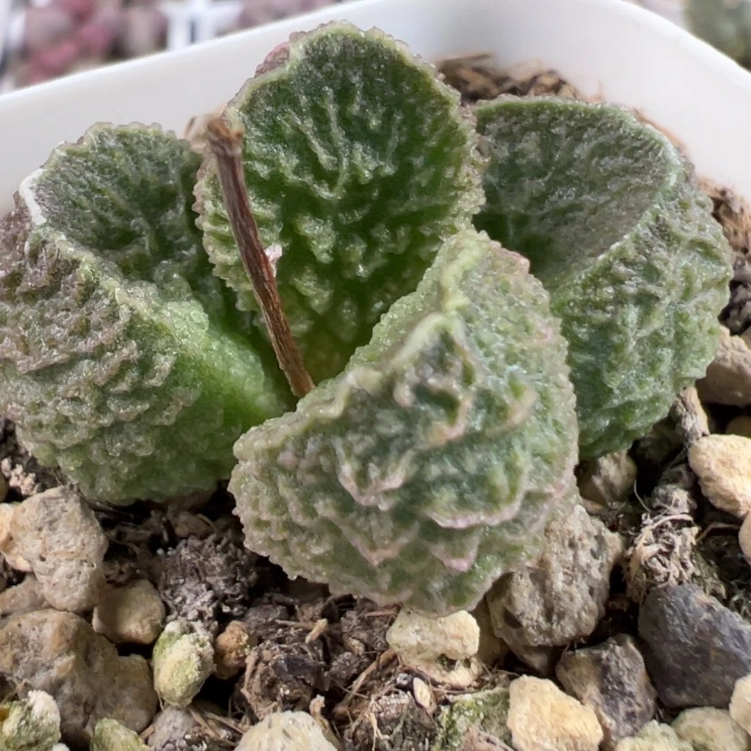 实生新品多肉植物水泡多肉植物