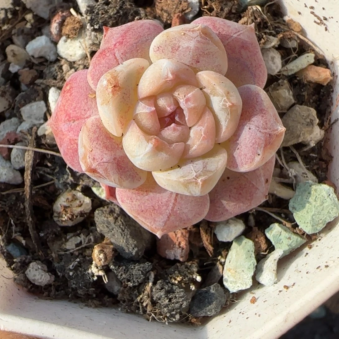 多肉小卡拉米糖心一物一拍