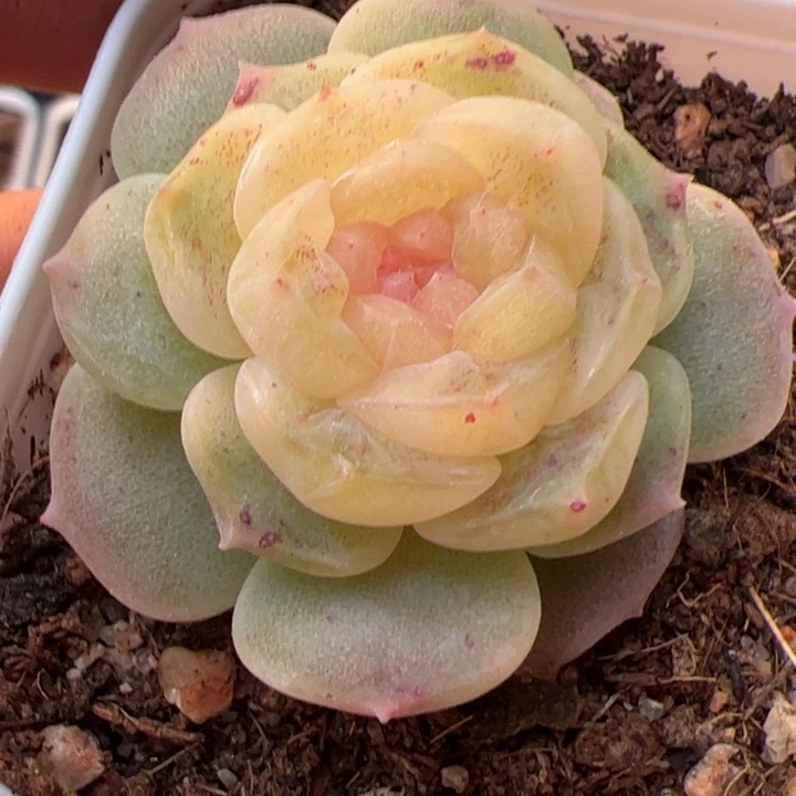 一物一拍，尺寸不大，介意勿拍