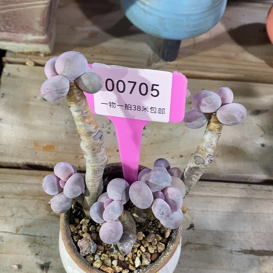 00705啊老婆我哦我我嗯我