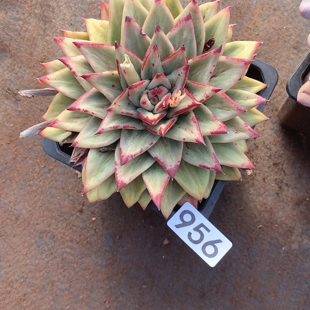 956 一物一拍多肉！