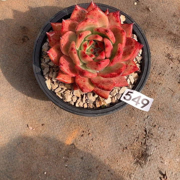 549 一物一拍多肉