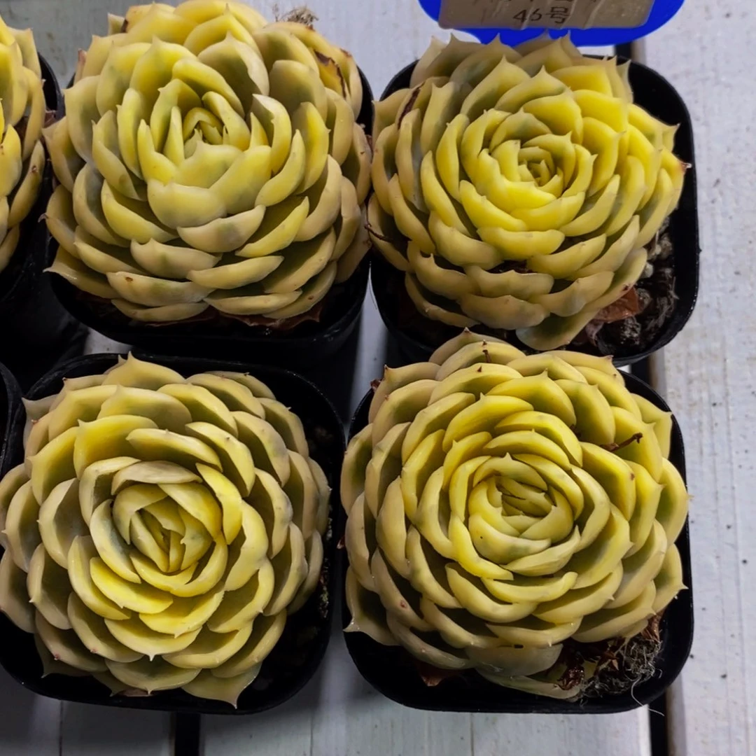 46-精品昂斯诺锦一个