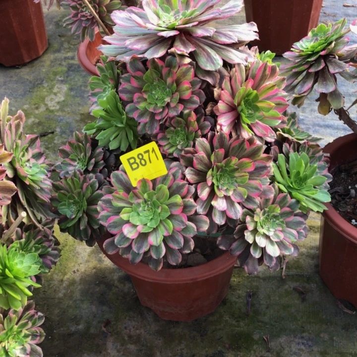 粉黛多肉8710000000000