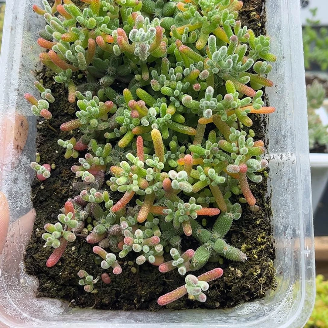 水***色混播切糕优选枝干