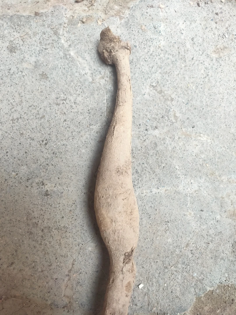 精品分株单球盆栽地栽好种植好养护大丽花