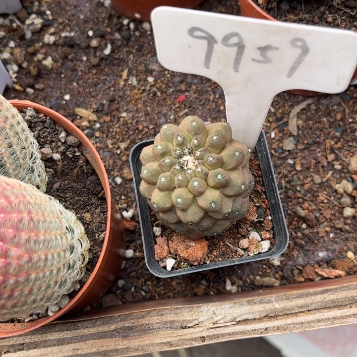 J***y9959实生好养皮实好活