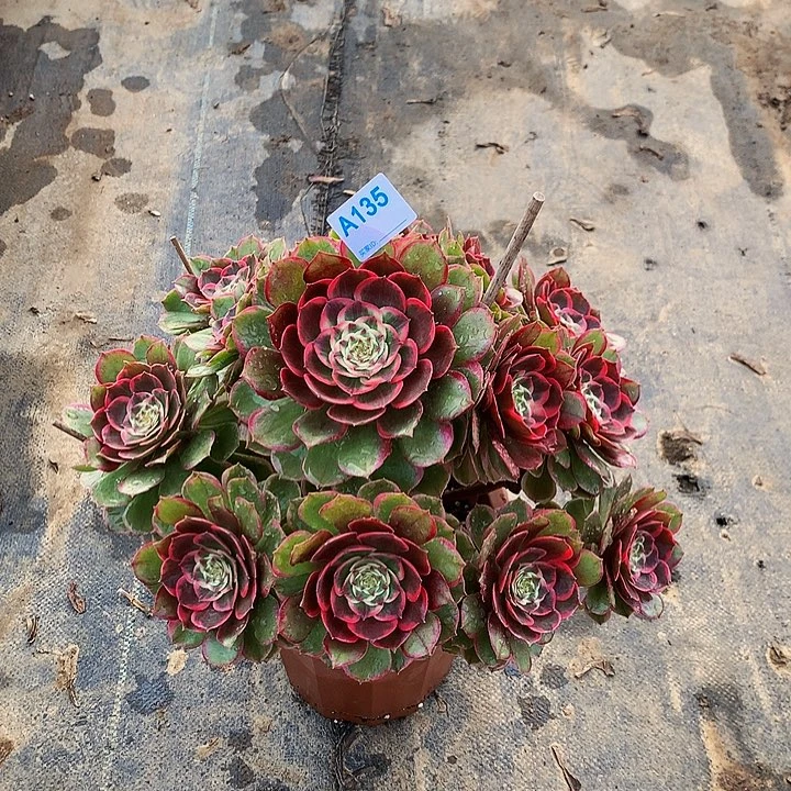 燕*?多肉粉花妖135