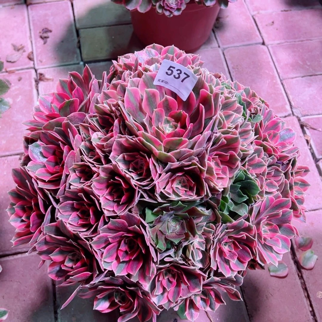 537红粉佳人法师多肉植物