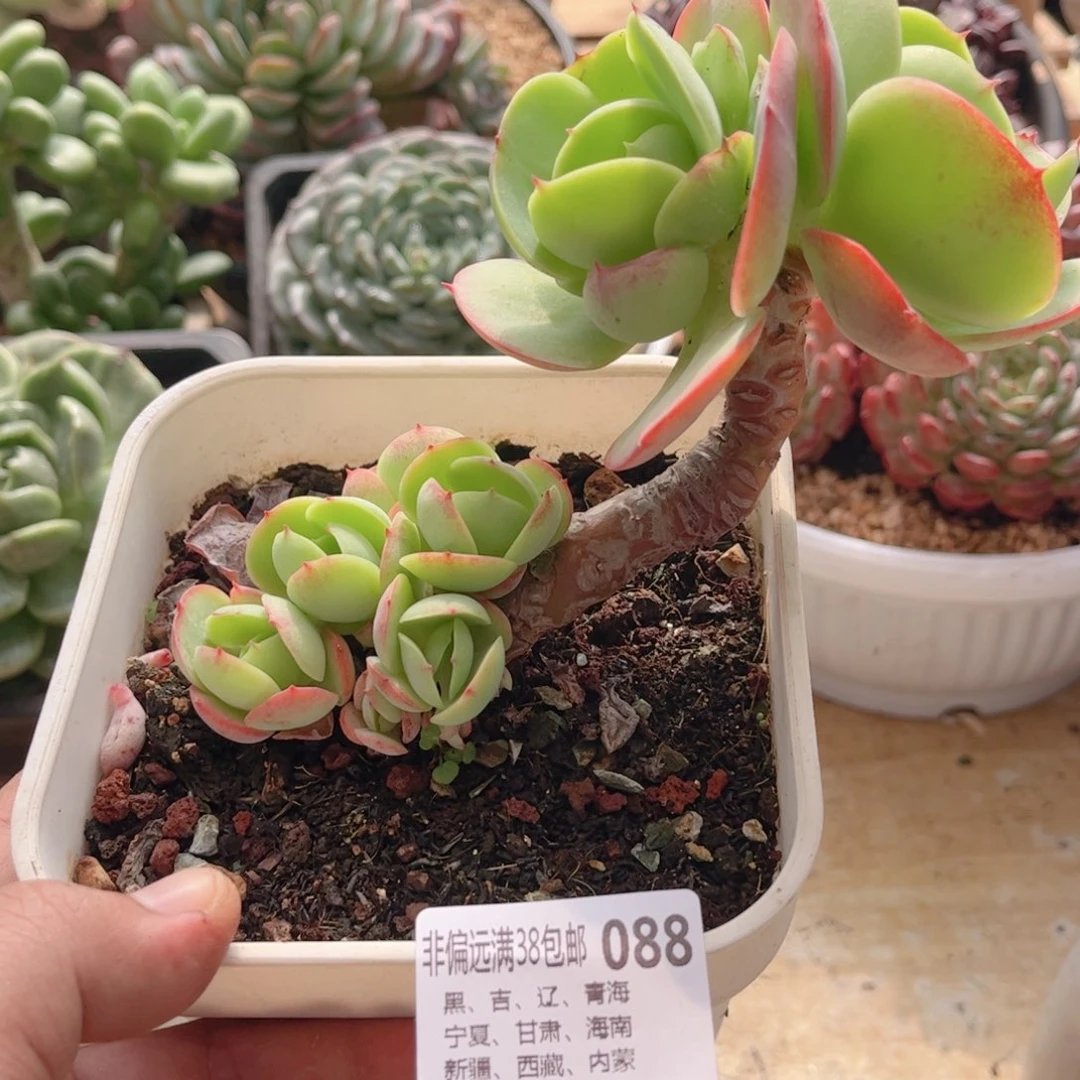 088碧桃悬崖微瑕德华多肉