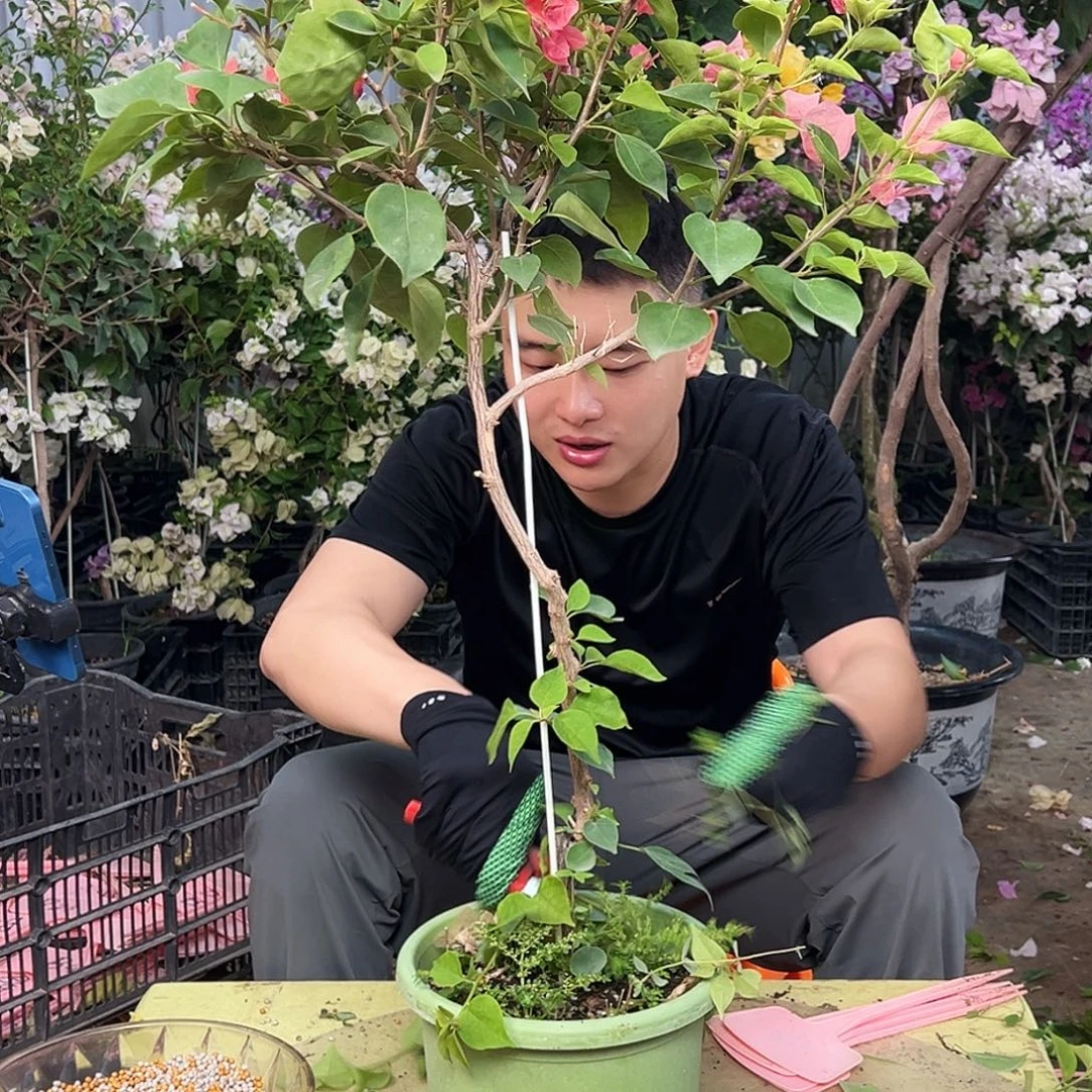 米***6大部分花苞少量开放B23不甜