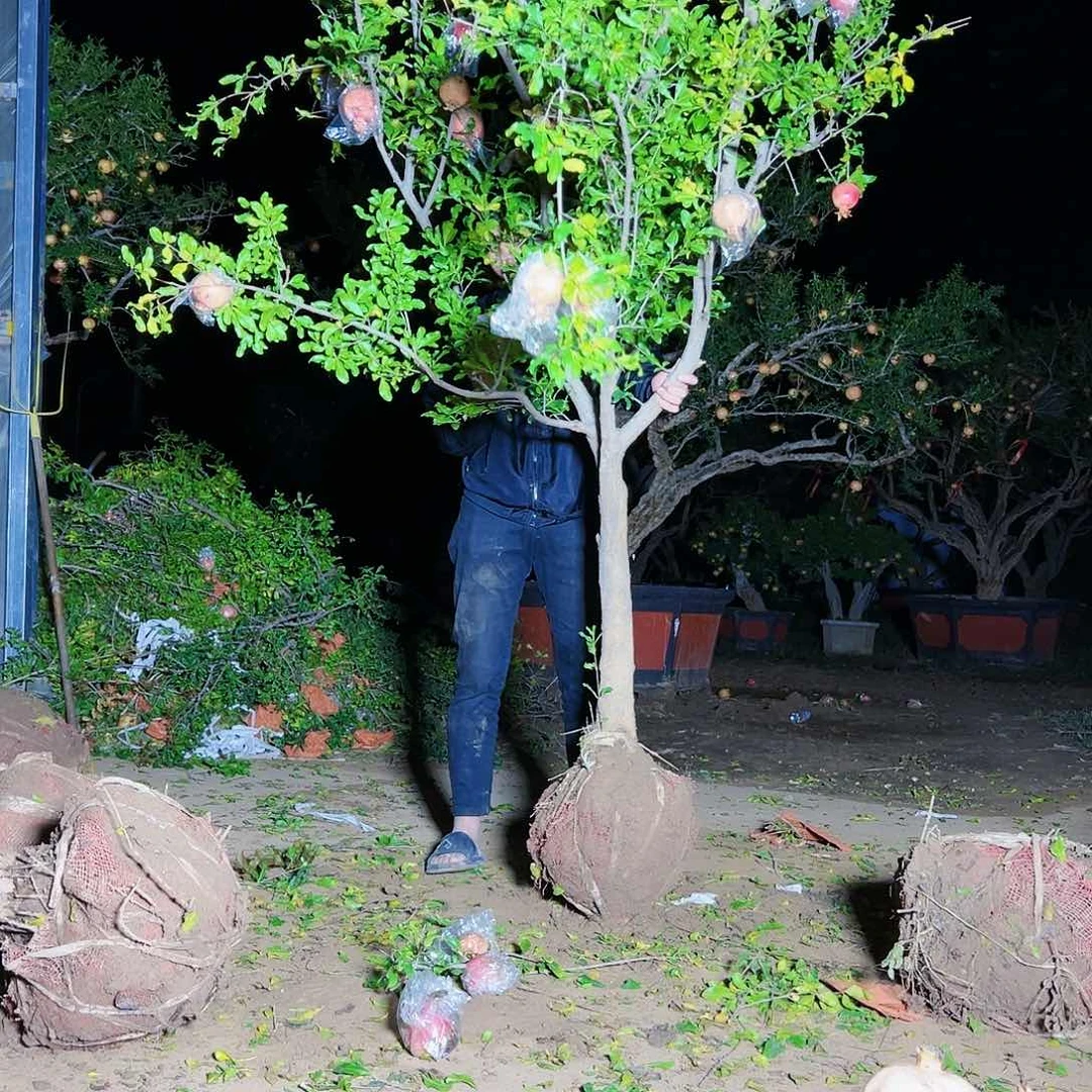 无花朵健健康康快快乐乐