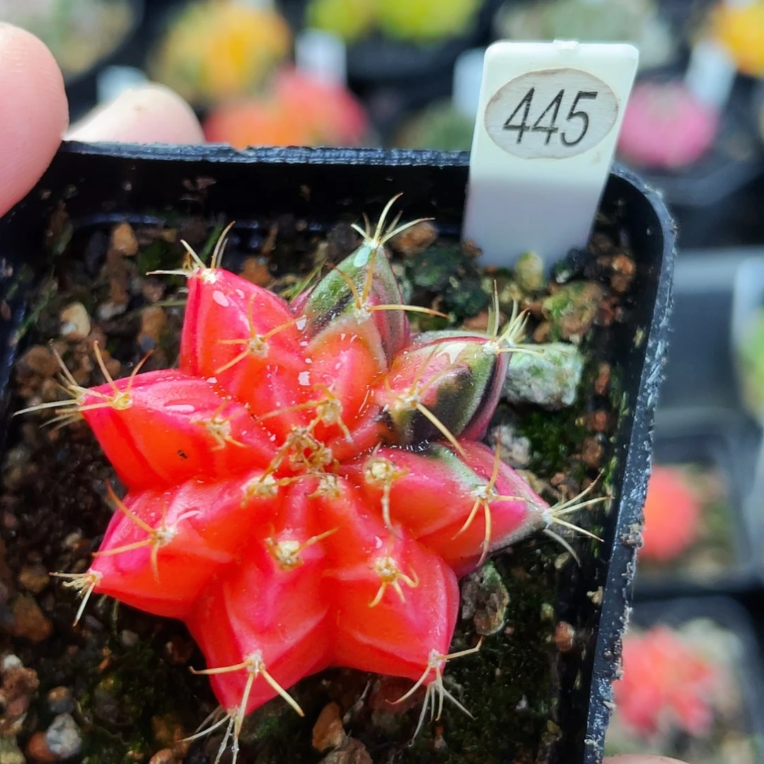 非偏远地区满25包邮仙人球裸根