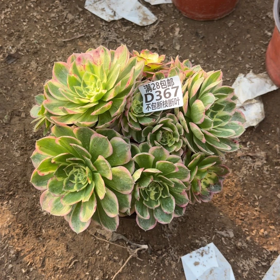 M. 367海王多肉1？cede