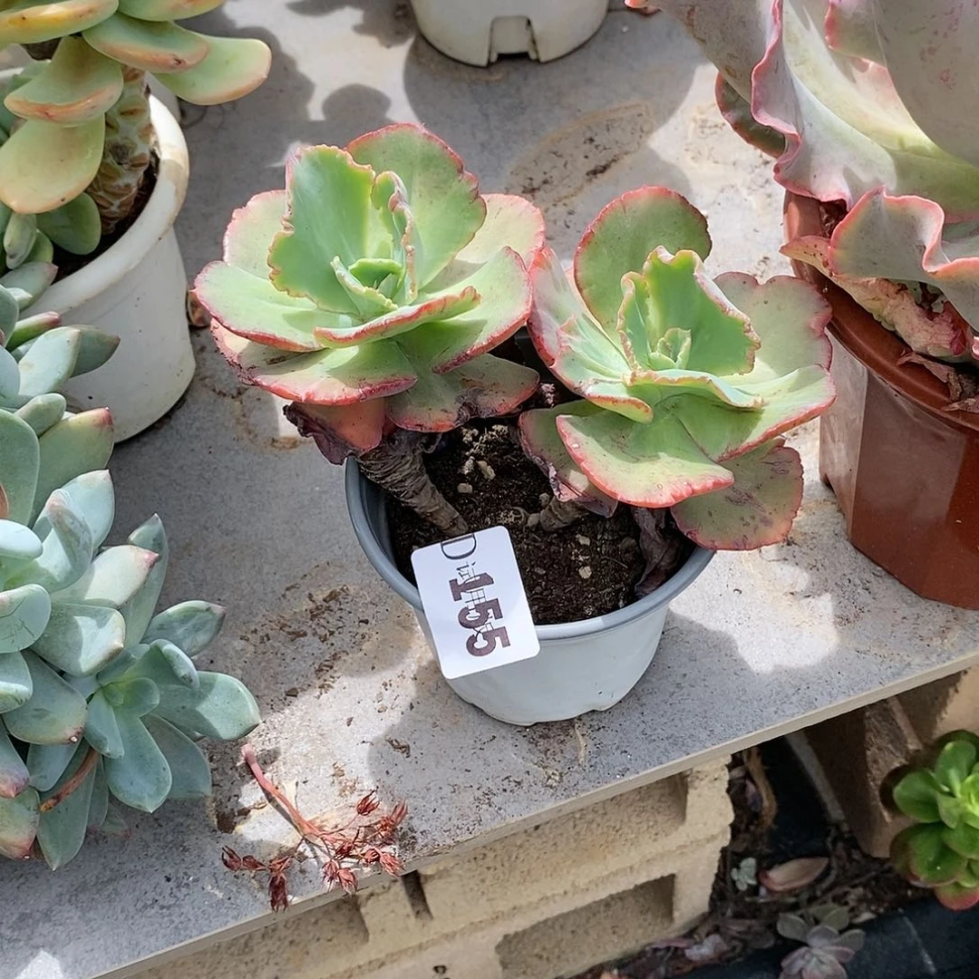 小*虎155舞会多肉植物