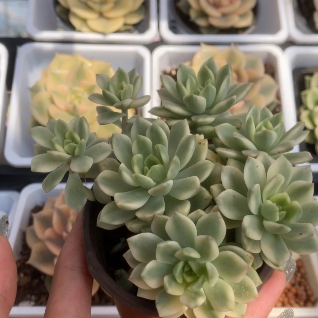 023马库斯锦锦锦锦锦锦