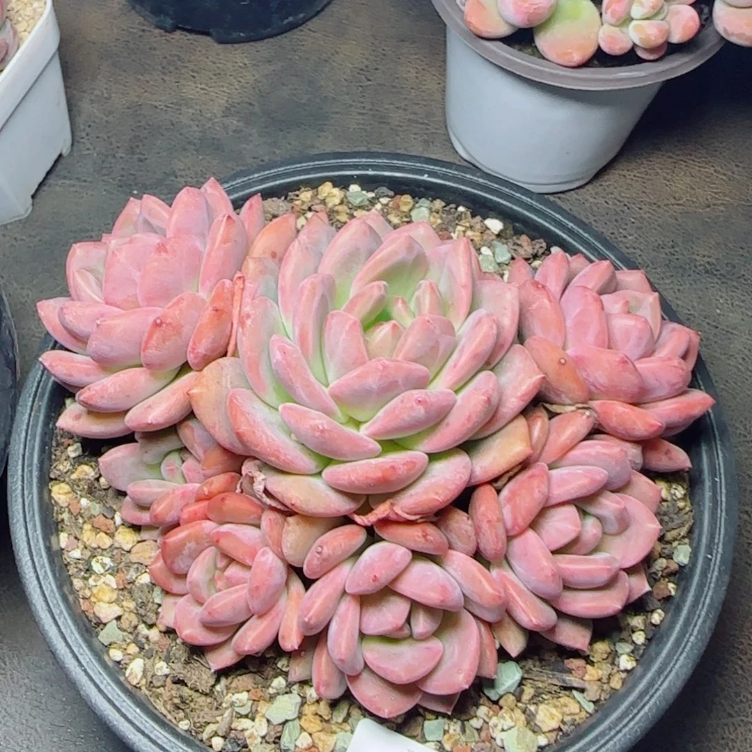 爱丽儿，2514多肉植物