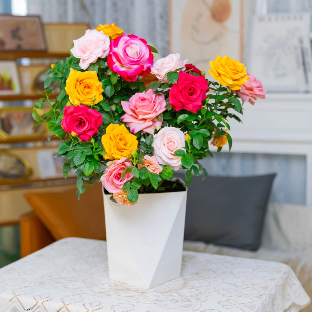 [混色月季带花苞发货]四季花卉 基地直发净化空气室内好养