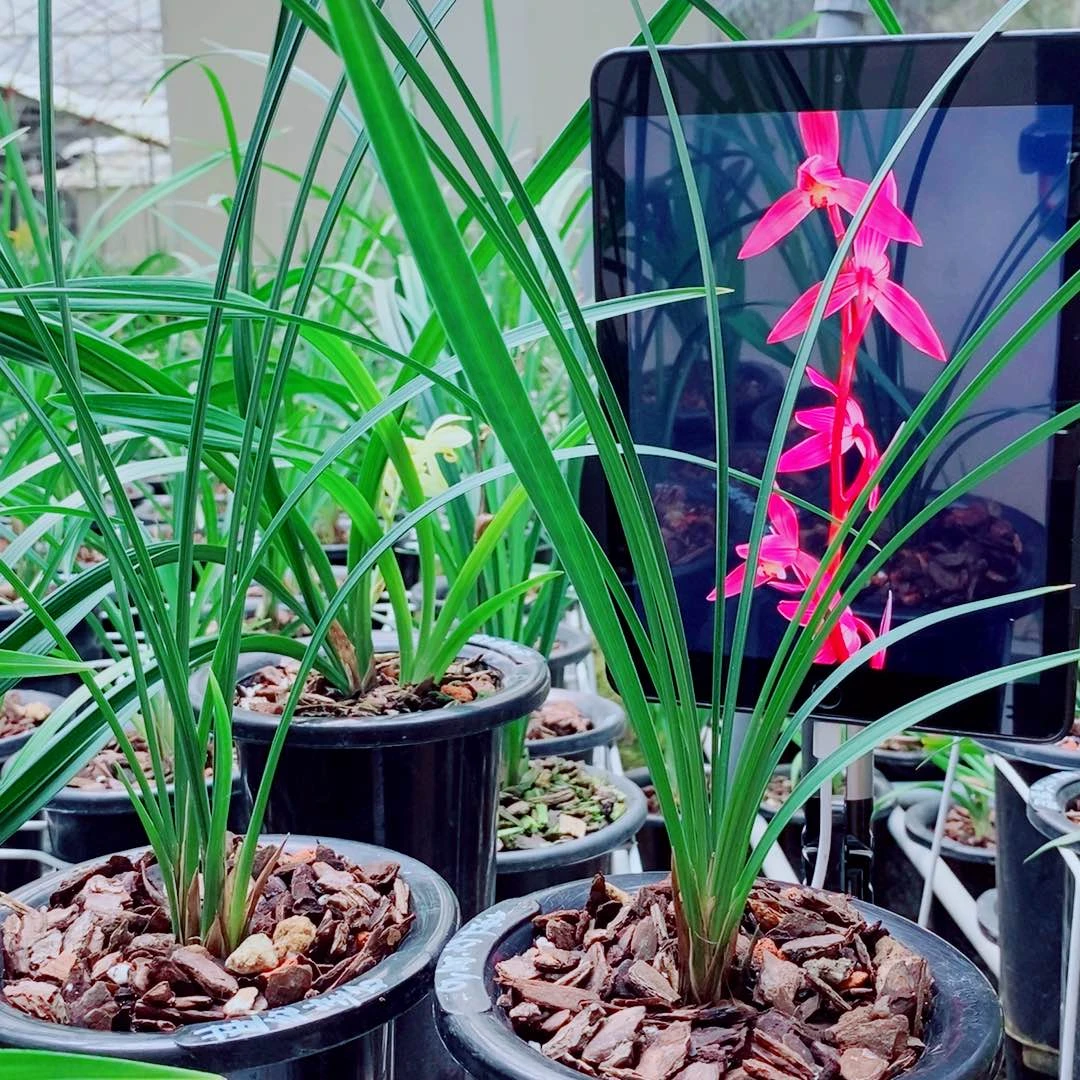 当前无花栽培后可以开花