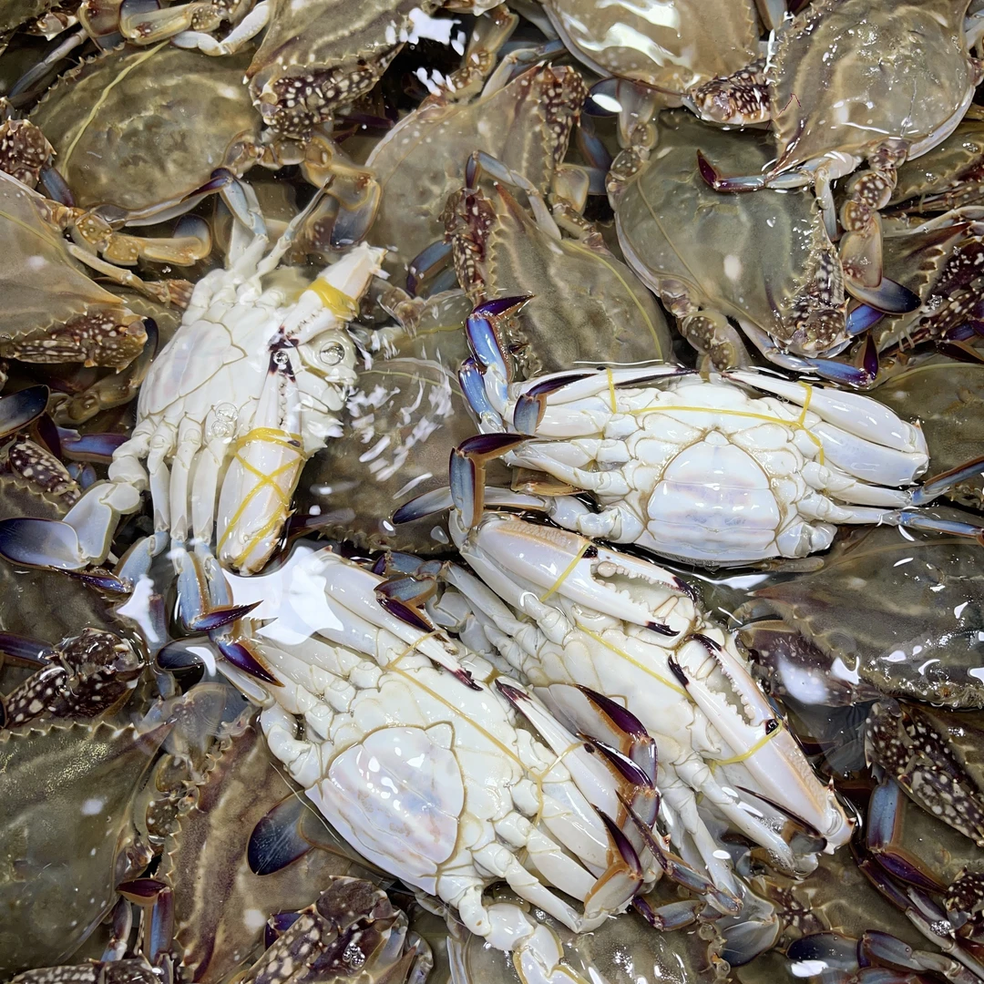 鲜活黄母梭子蟹3斤8只左右3-6两装充氧发货【保鲜不保活】介意勿拍海鲜梭子蟹同城