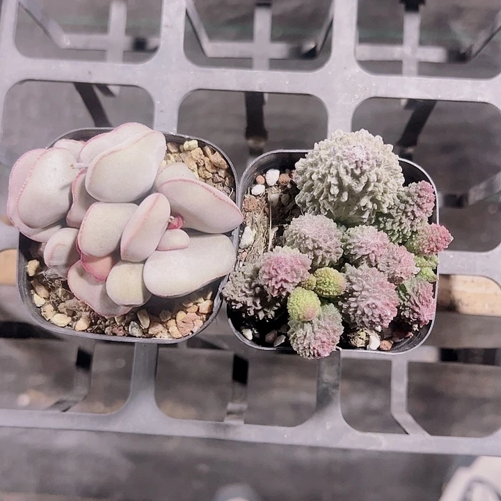 朱子玉精品多肉植物大战