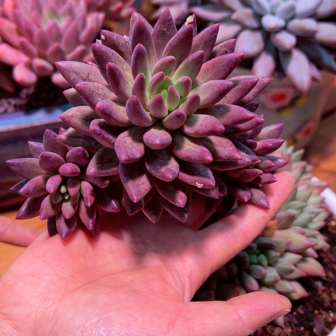 啊啊啊啊啊啊啊啊啊啊啊