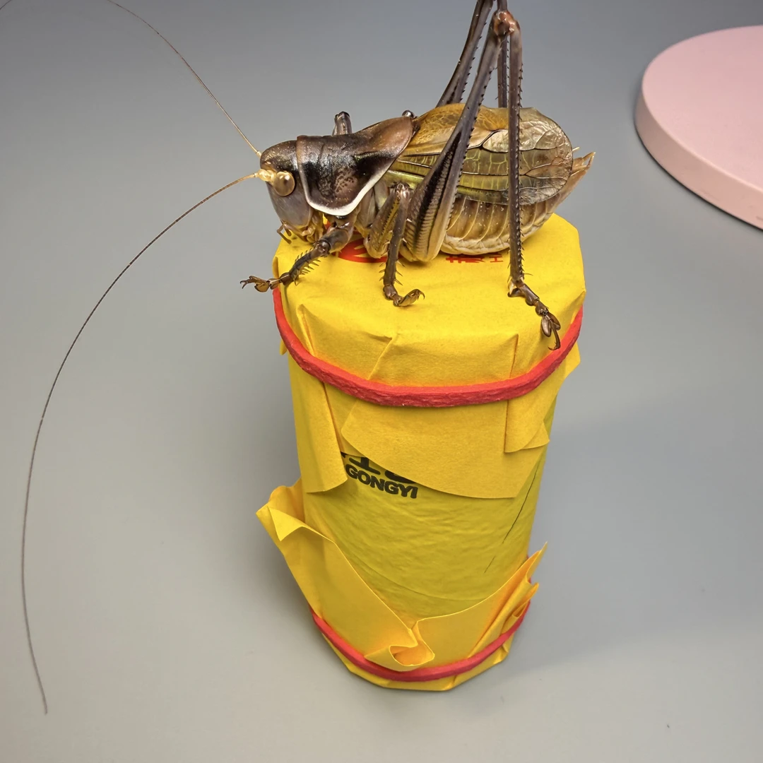 郝建伟蝈蝈铁皮蝈蝈新脱北流血统纯正鸣虫铁蝈蝈