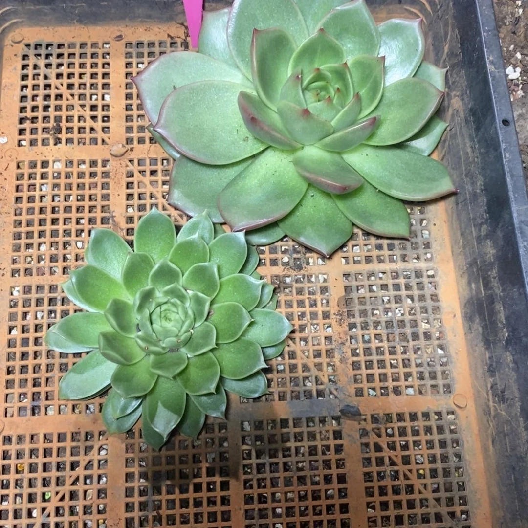 書***礼x026-多肉植物 两颗