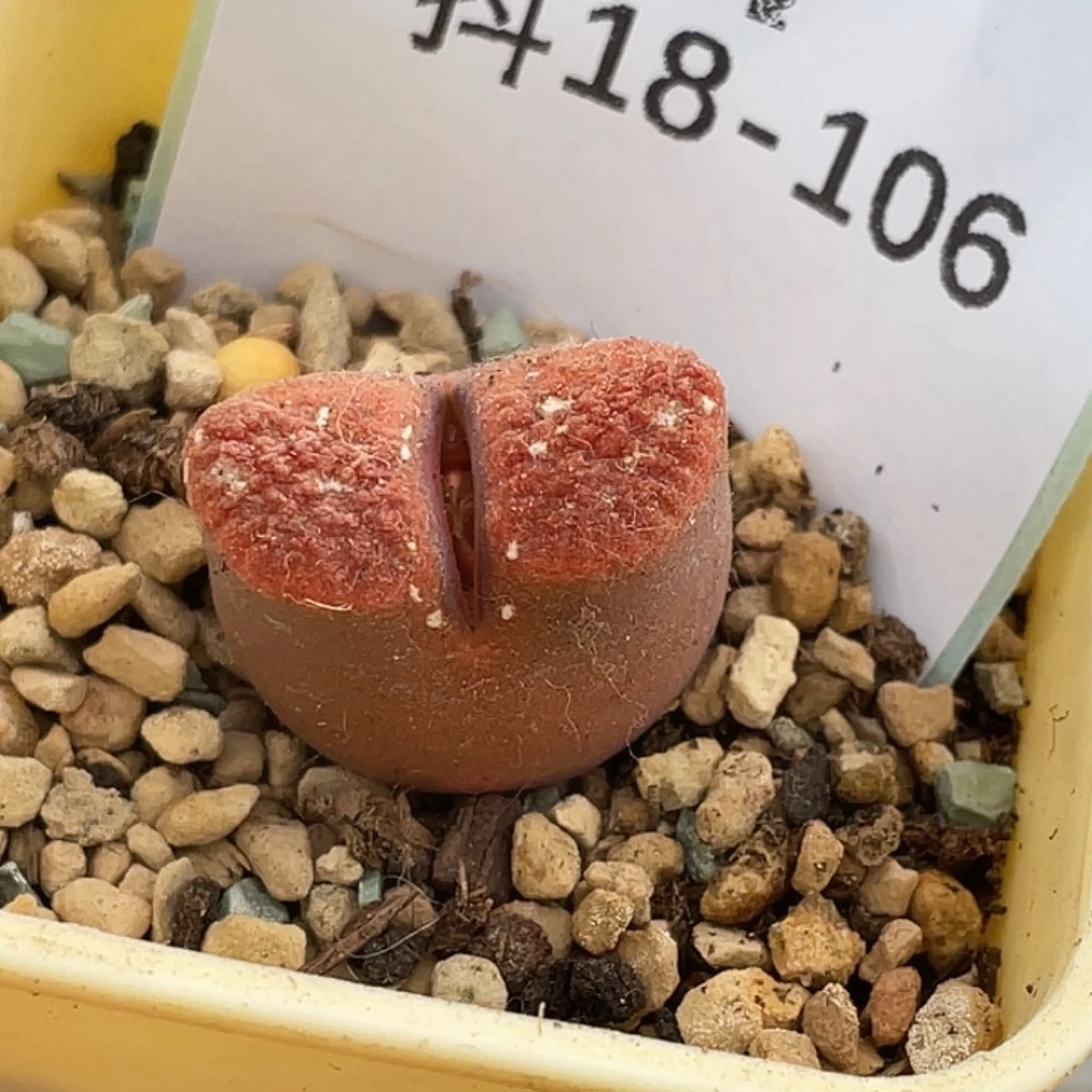 是***～18-106肉锥多肉植物