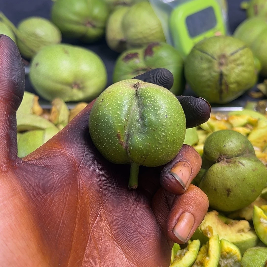 马****核桃宫灯保熟保品开果不退不换