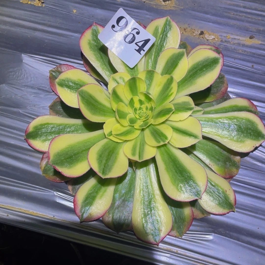 粉海王多肉植物964