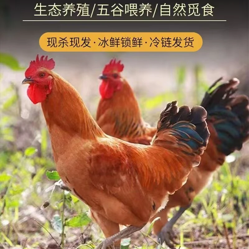 顺丰冷链【拍一发三】黑脚母鸡整只(不带内脏)散养母鸡急速锁鲜发货