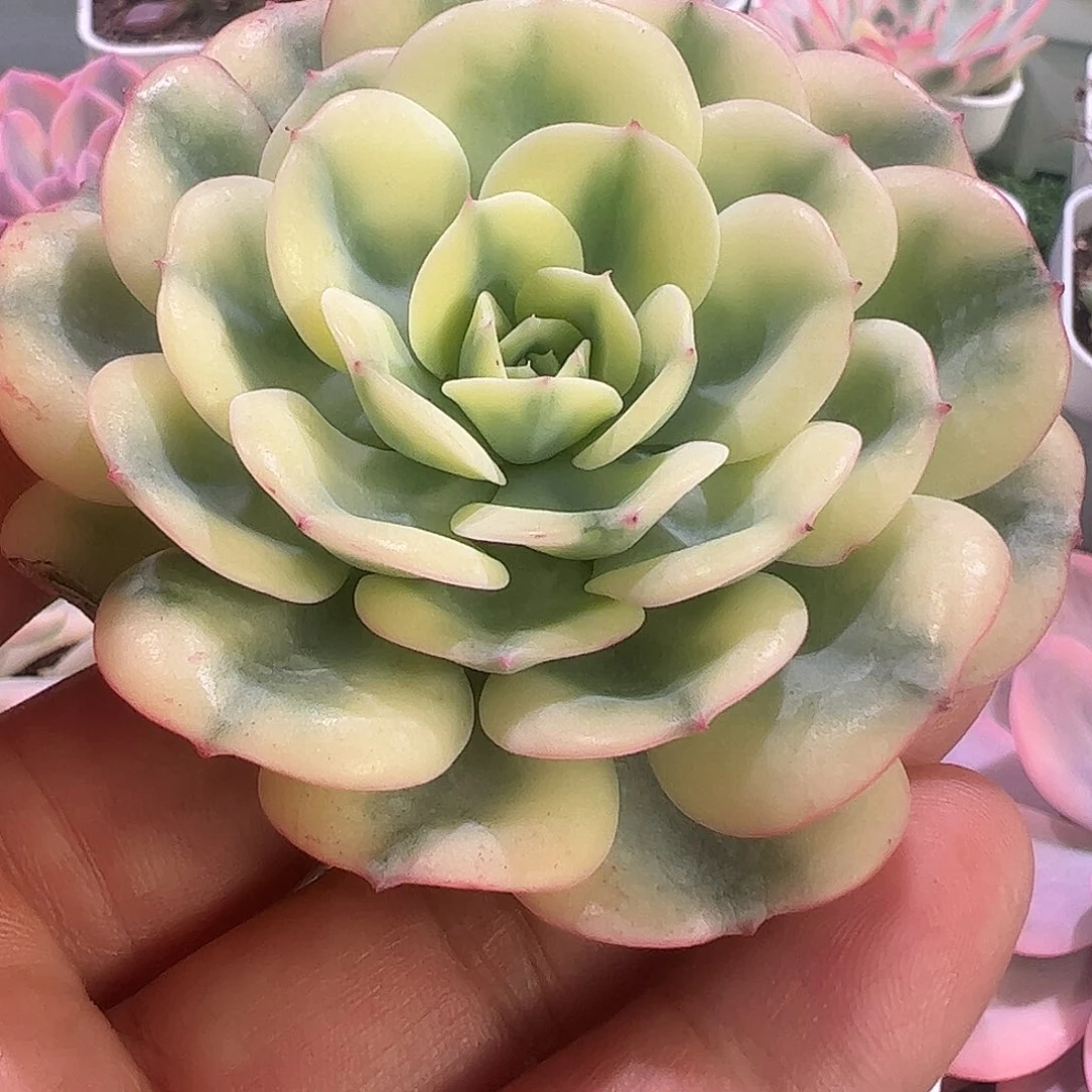 盧****多肉植物多肉植物