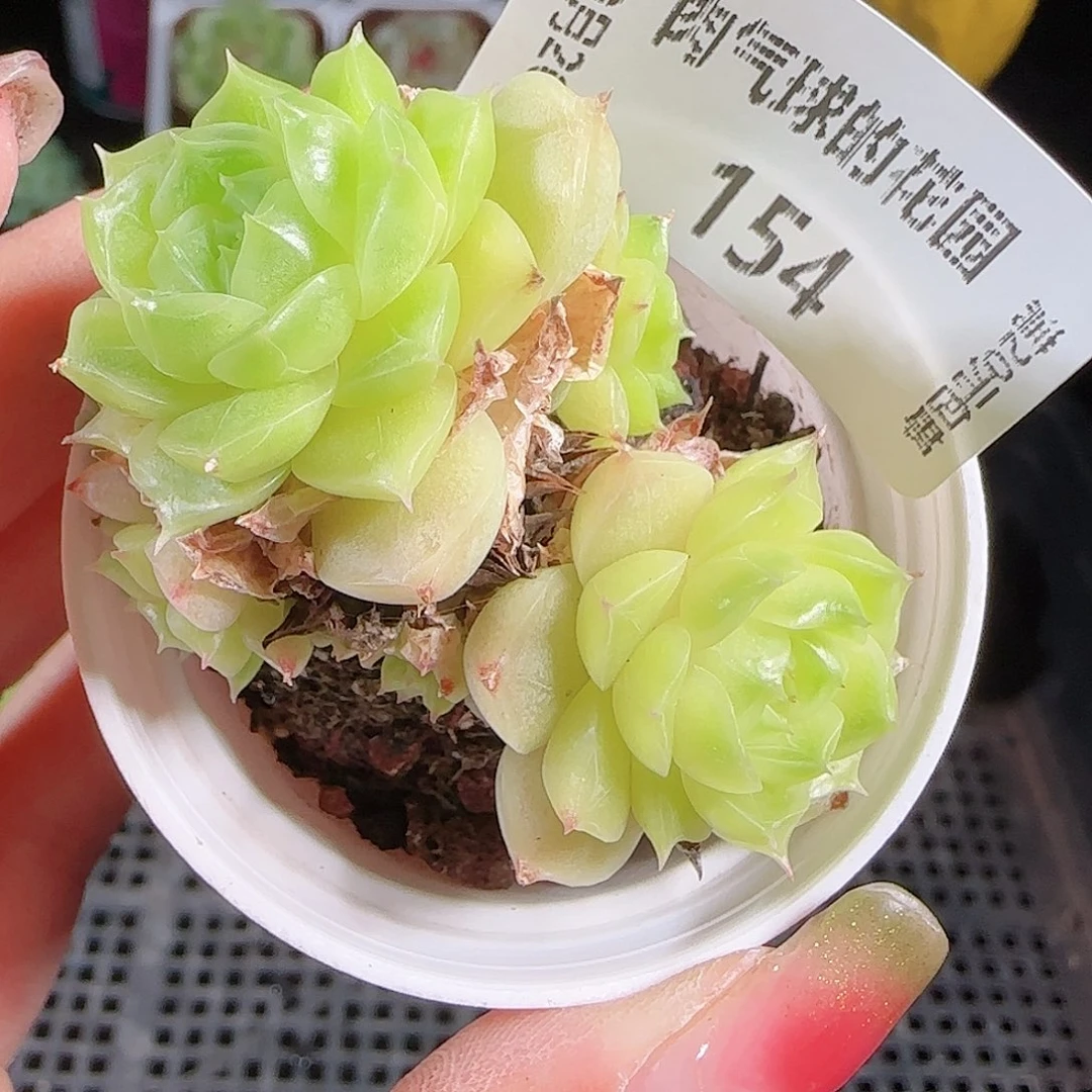 0926-154麦秆优选不包整