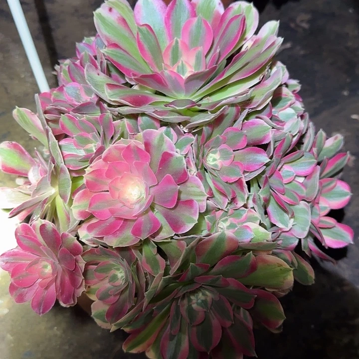 精品红女巫捧花亏本福利27辆