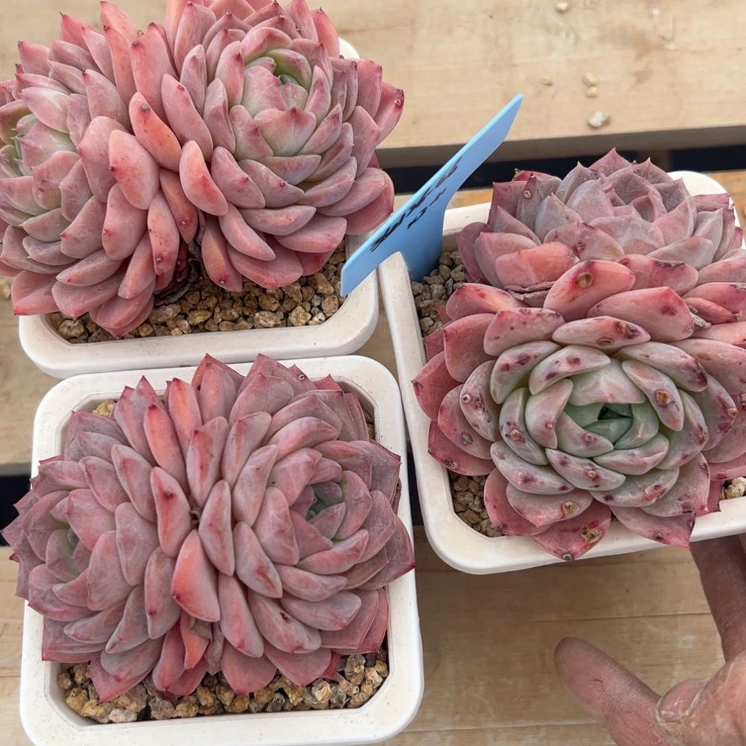 沙**瑰350126-46冰魄3